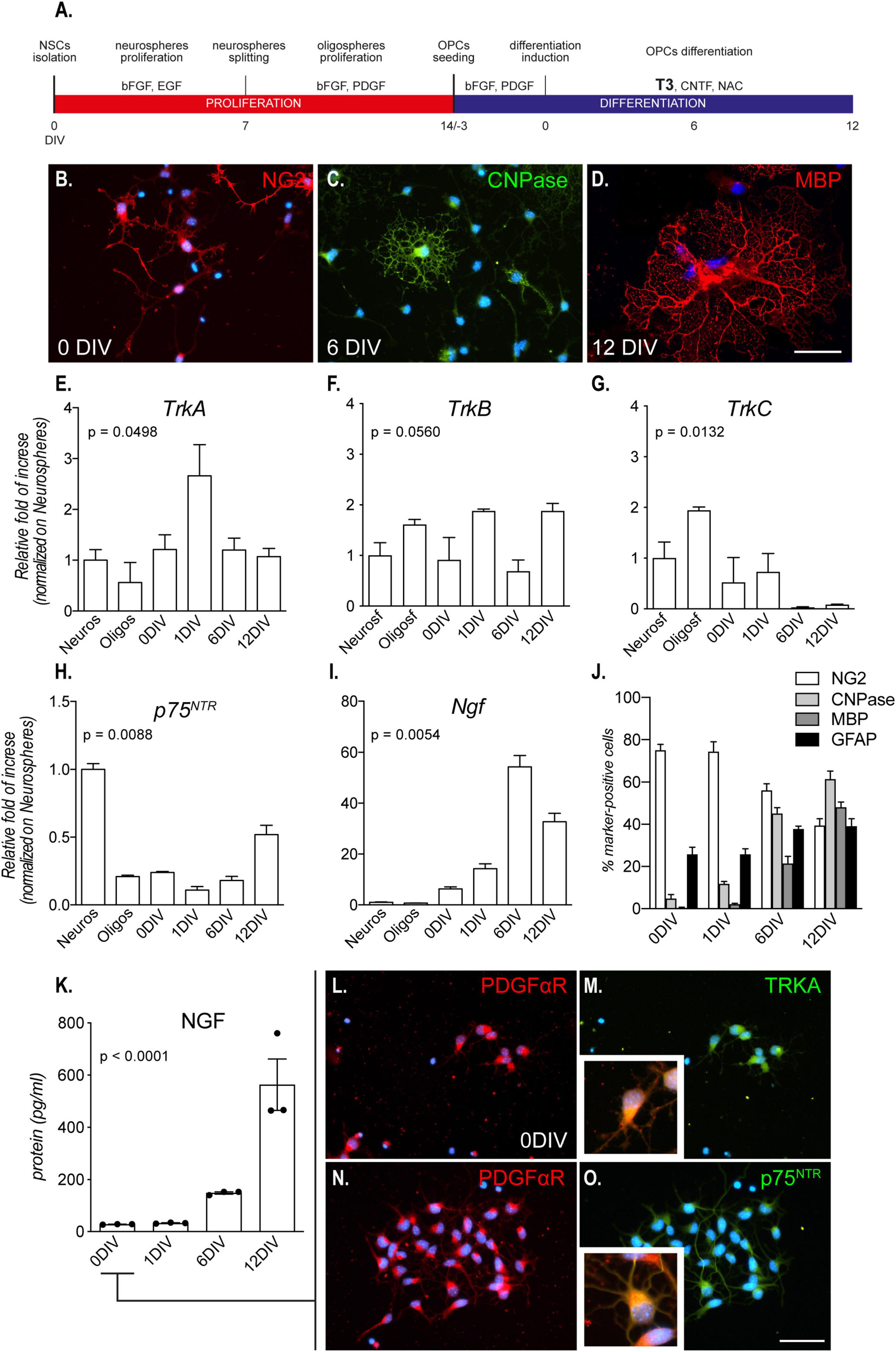 Nerve growth factor promotes differentiation and protects the oligodendrocyte precursor cells from in vitro hypoxia/ischemia